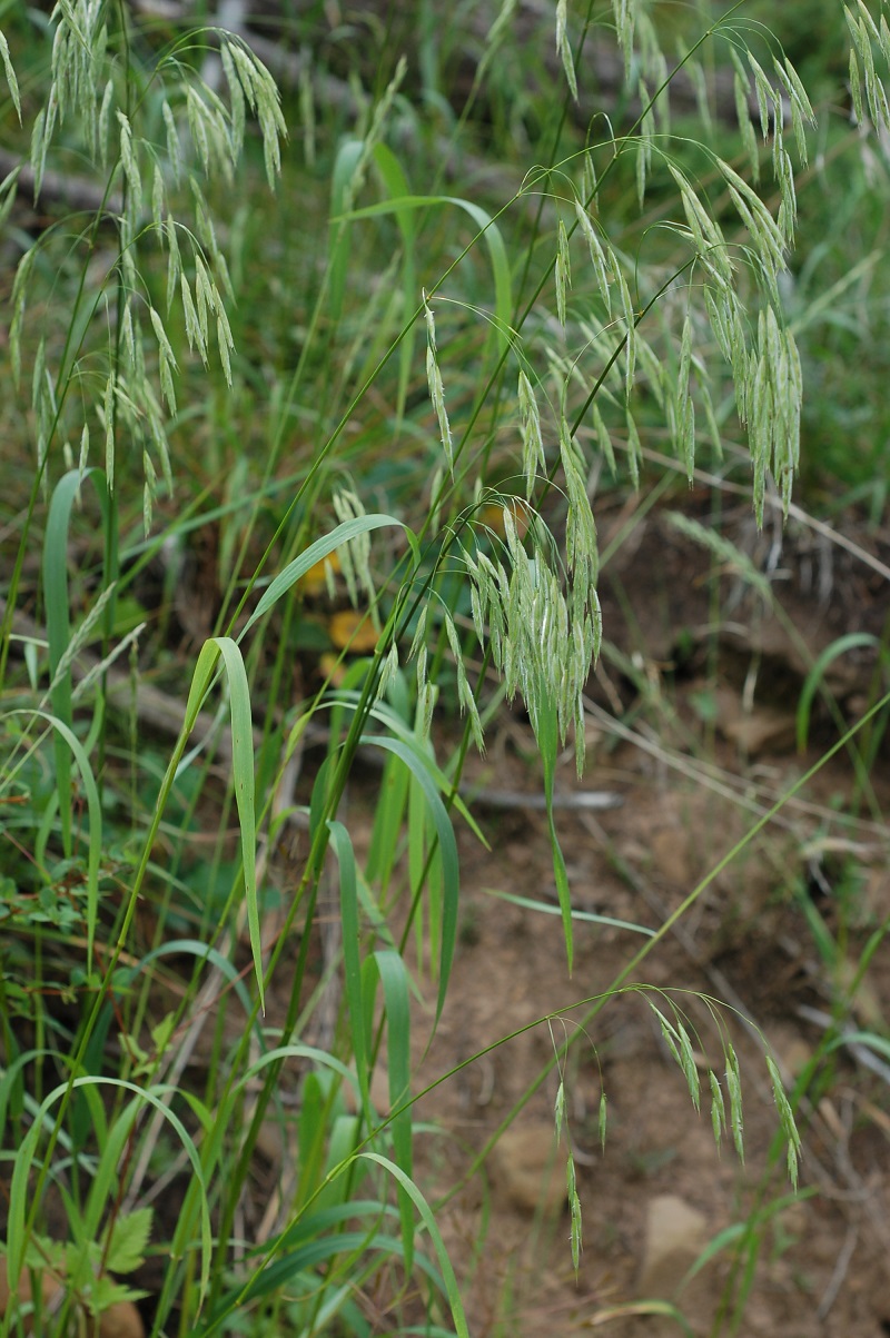 Bromus ciliatus