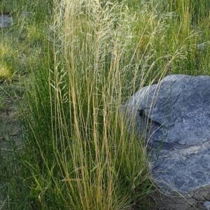 Deschampsia cespitosa