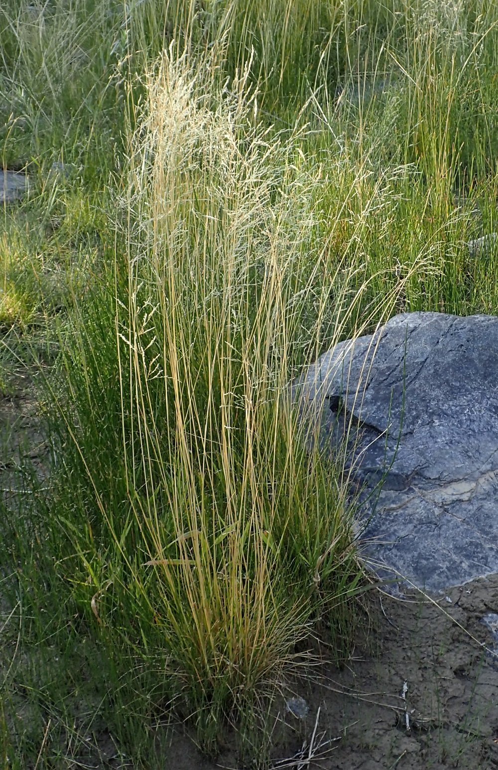 Deschampsia cespitosa