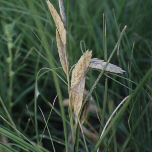 Distichlis spicata