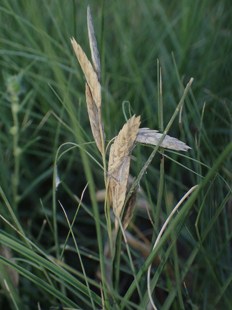 Distichlis spicata