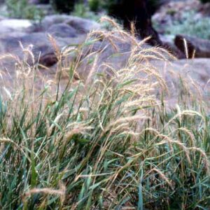 High Plains Foothills Riparian