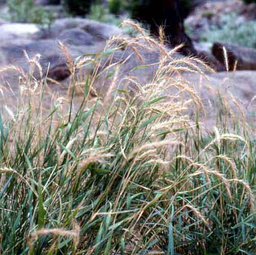 Montane Riparian