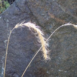 Elymus canadensis