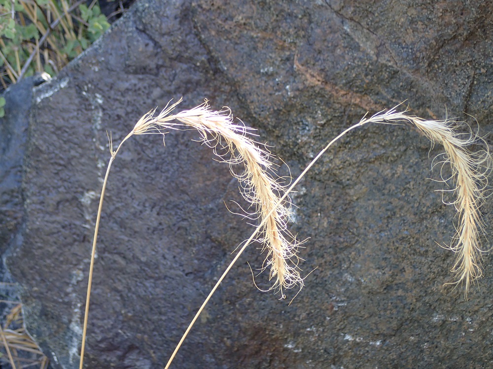 Elymus canadensis