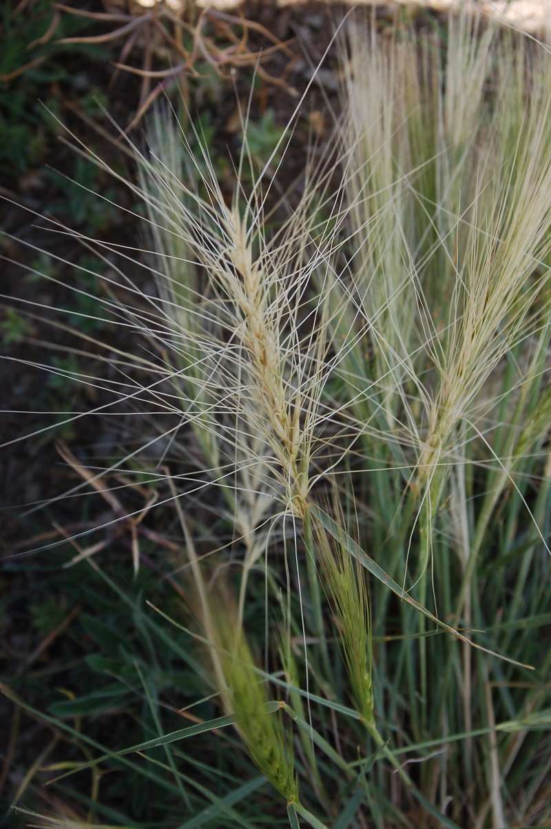 Elymus elymoides