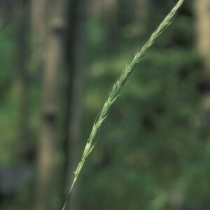 Elymus glaucus