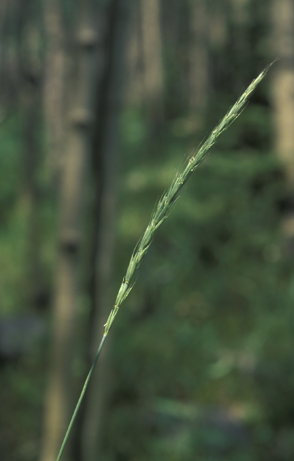 Elymus glaucus