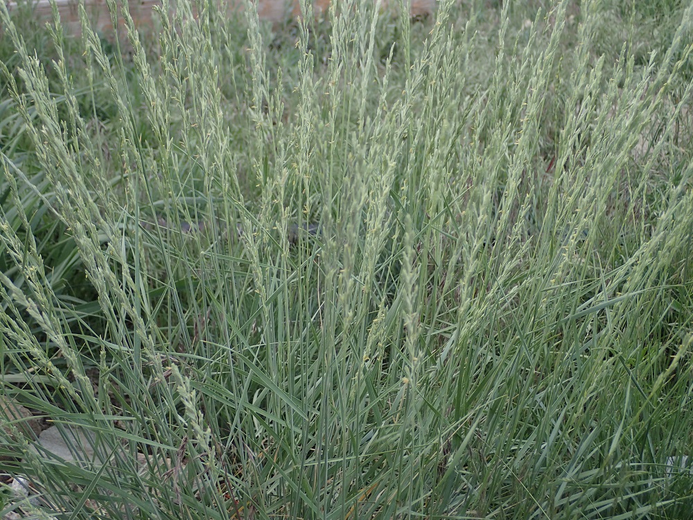 Elymus lanceolatus psammophilus