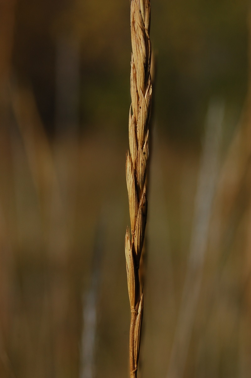 Elymus trachycaulus