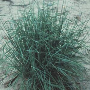 Elymus wawaensis