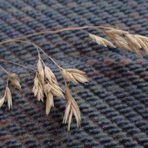Festuca thurberi