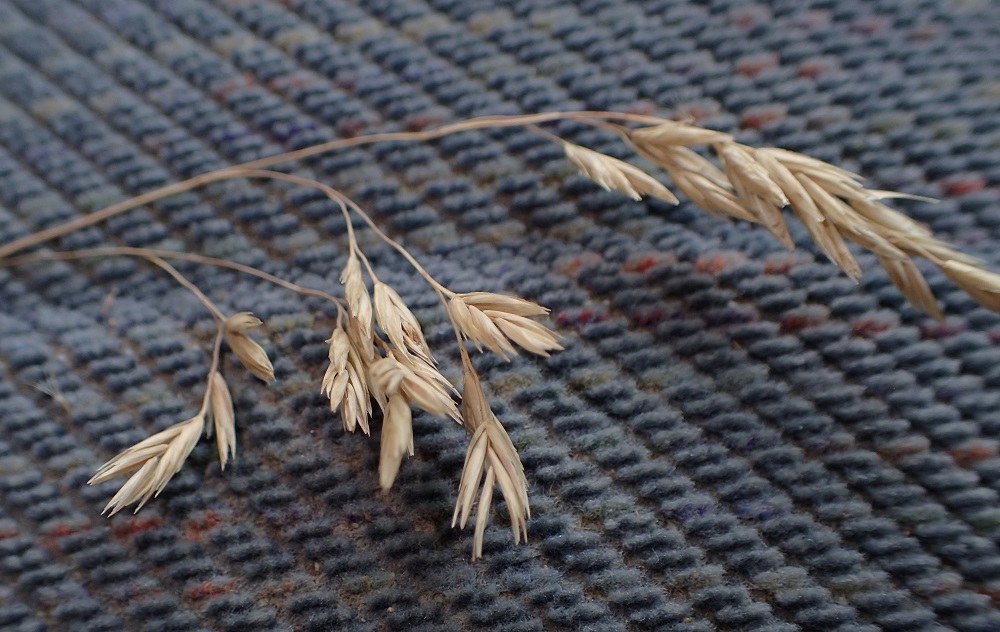 Festuca thurberi
