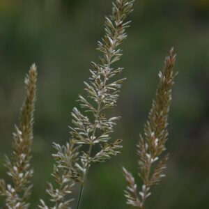 Koeleria macrantha