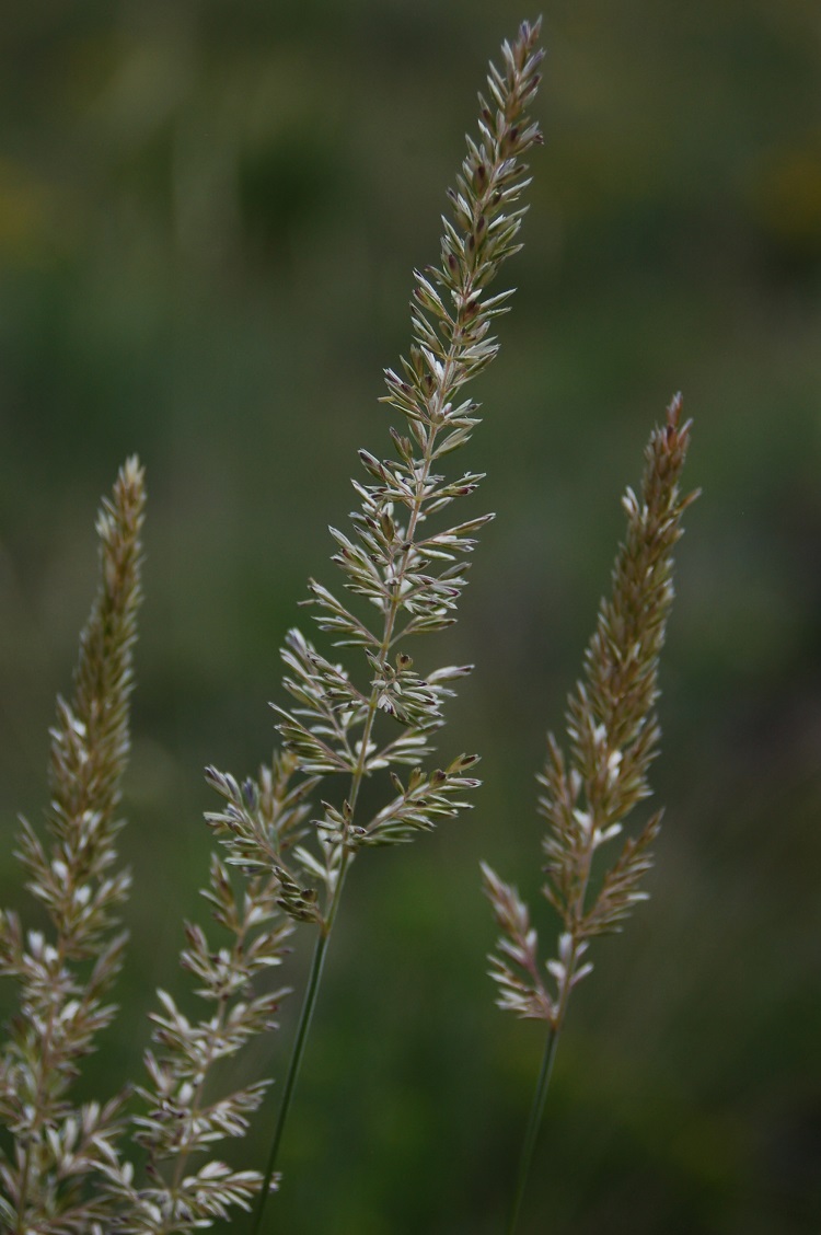 Koeleria macrantha