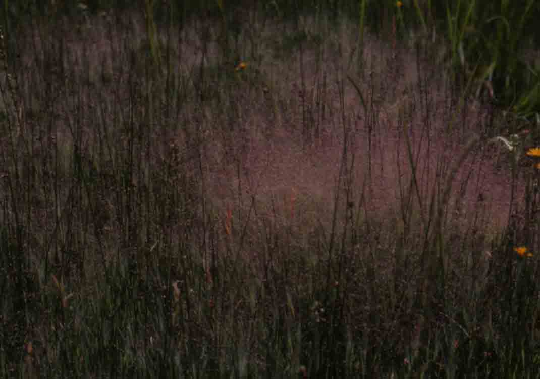 Muhlenbergia asperifolia