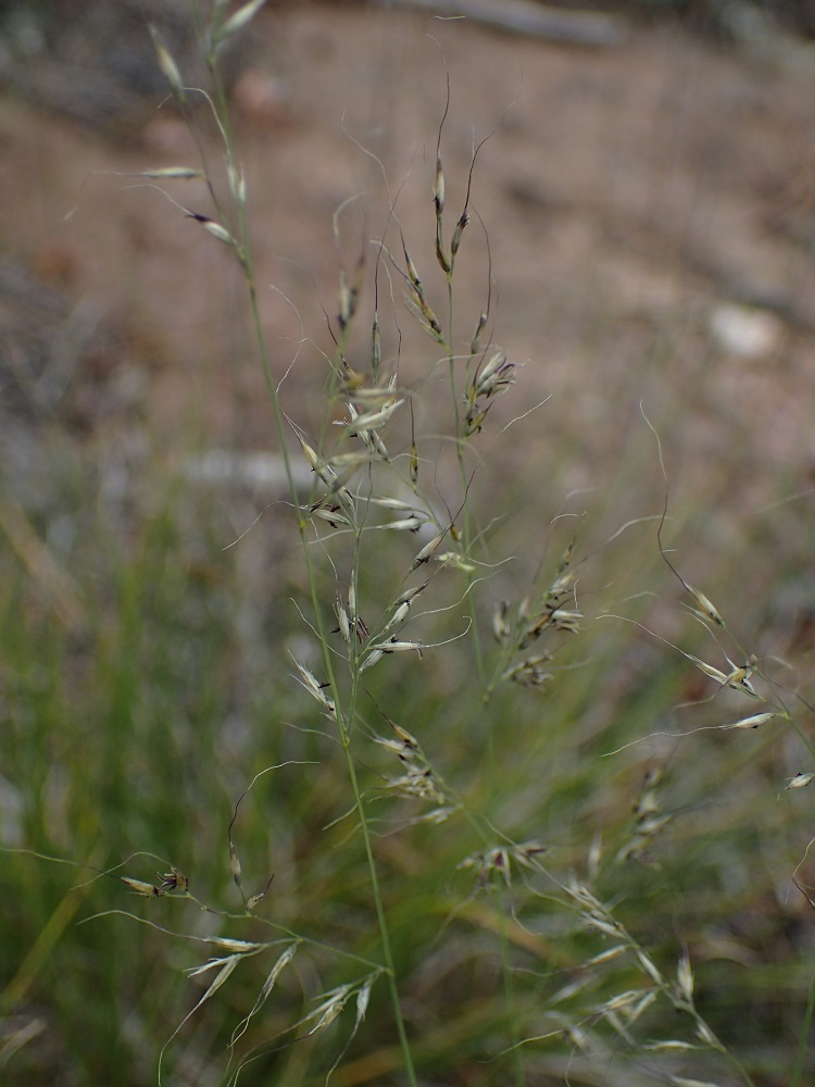 Muhlenbergia montana