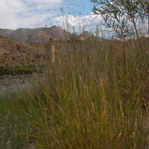 Panicum virgatum