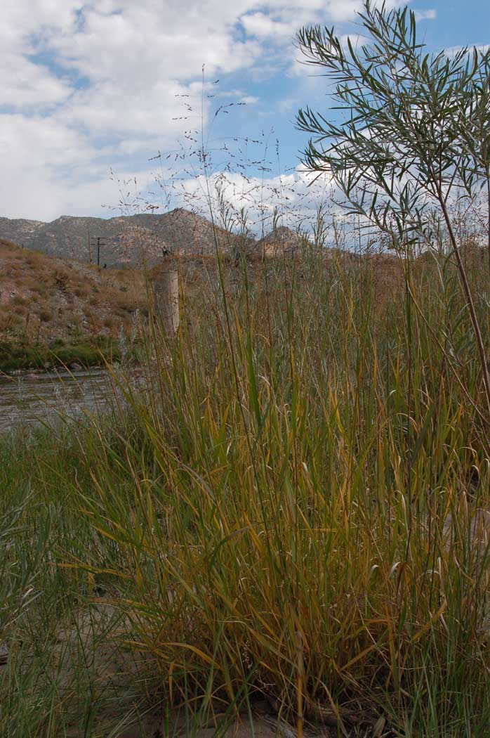 Panicum virgatum