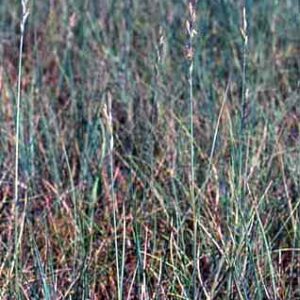 Pascopyrum smithii