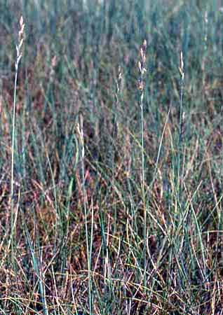 Pascopyrum smithii