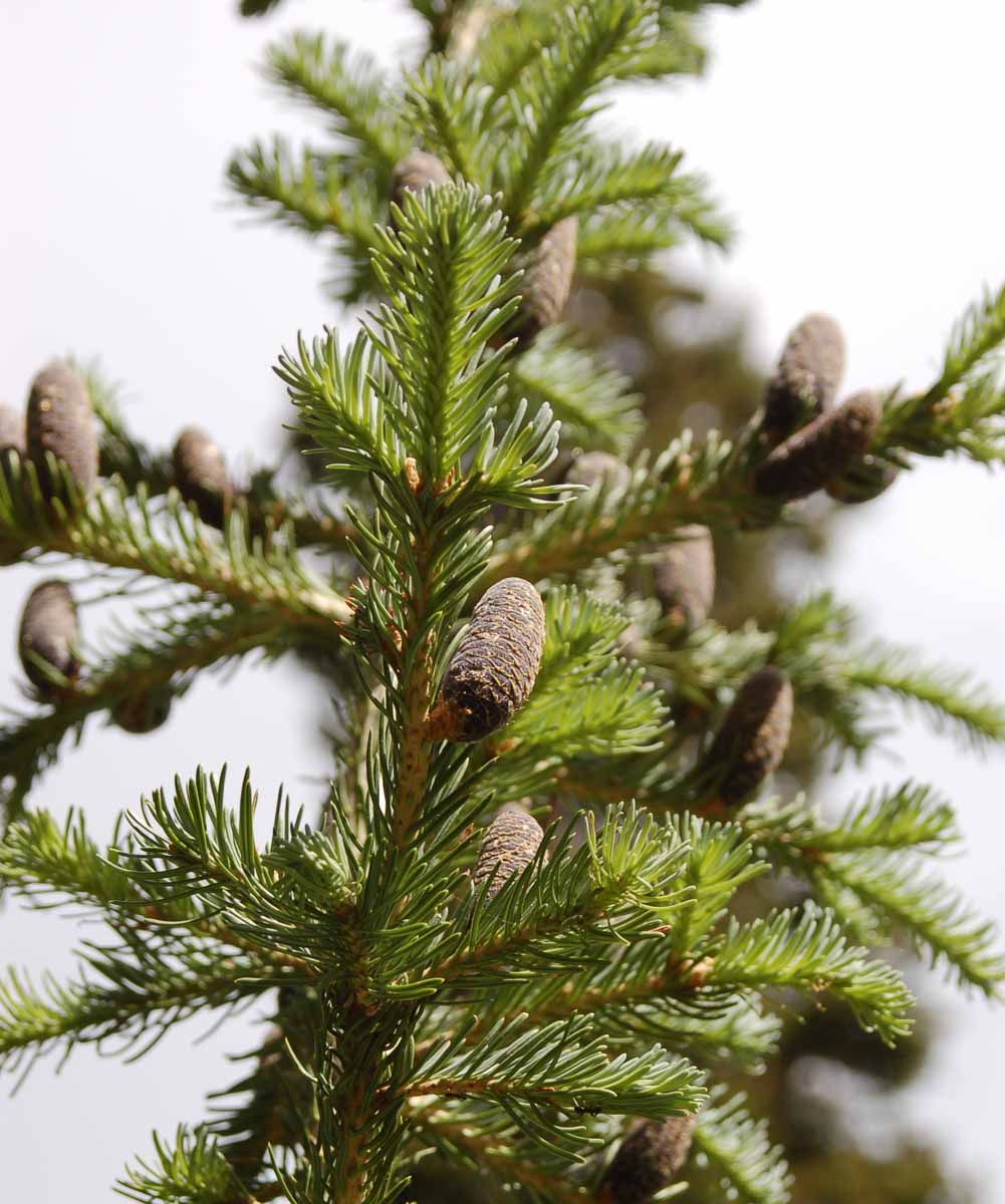Abies lasiocarpa lasiocarpa