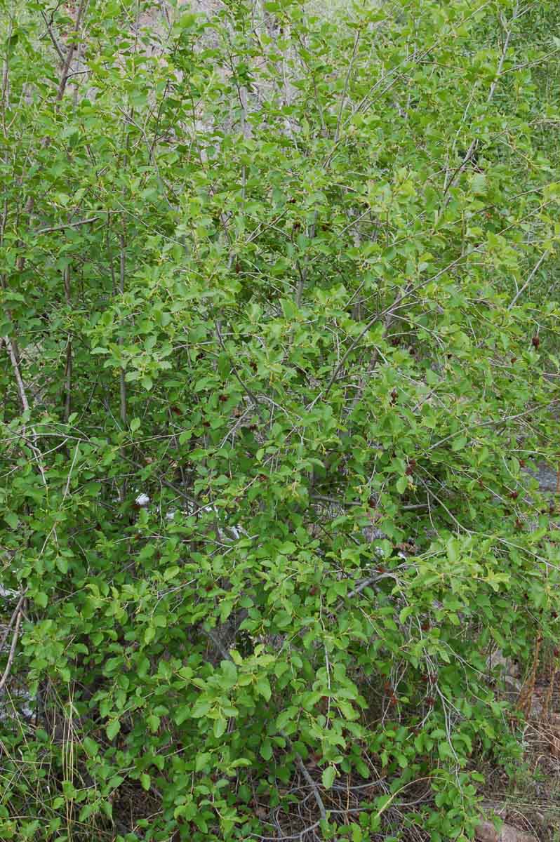 Alnus incana ssp. tenuifolia