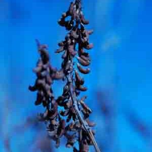Amorpha fruticosa