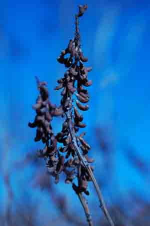 Amorpha fruticosa