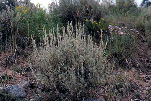 Artemisia tridentata v. vaseyana