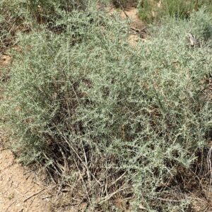 Atriplex canescens