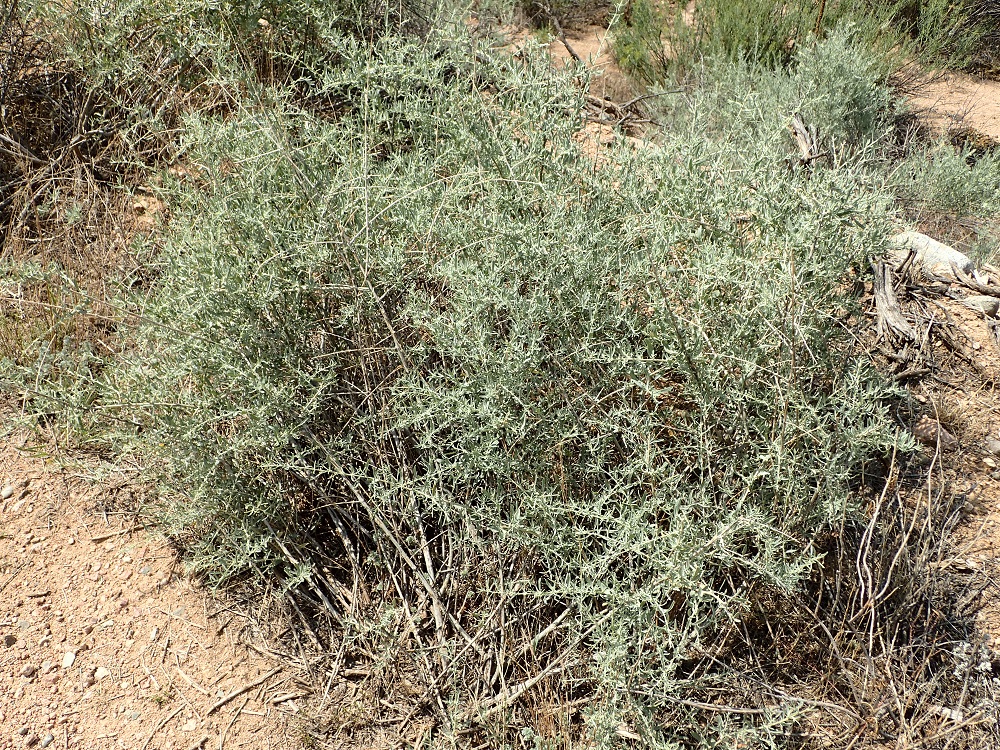 Atriplex canescens