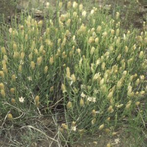 Baccharis wrightii