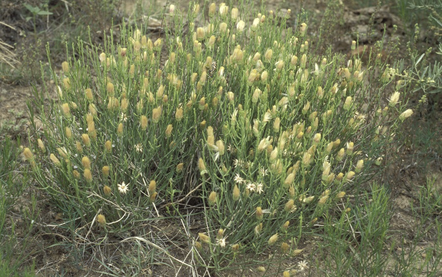 Baccharis wrightii