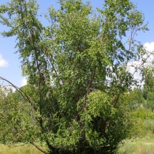 Betula occidentalis