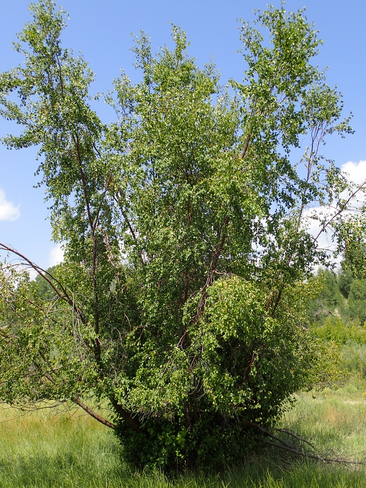 Betula occidentalis