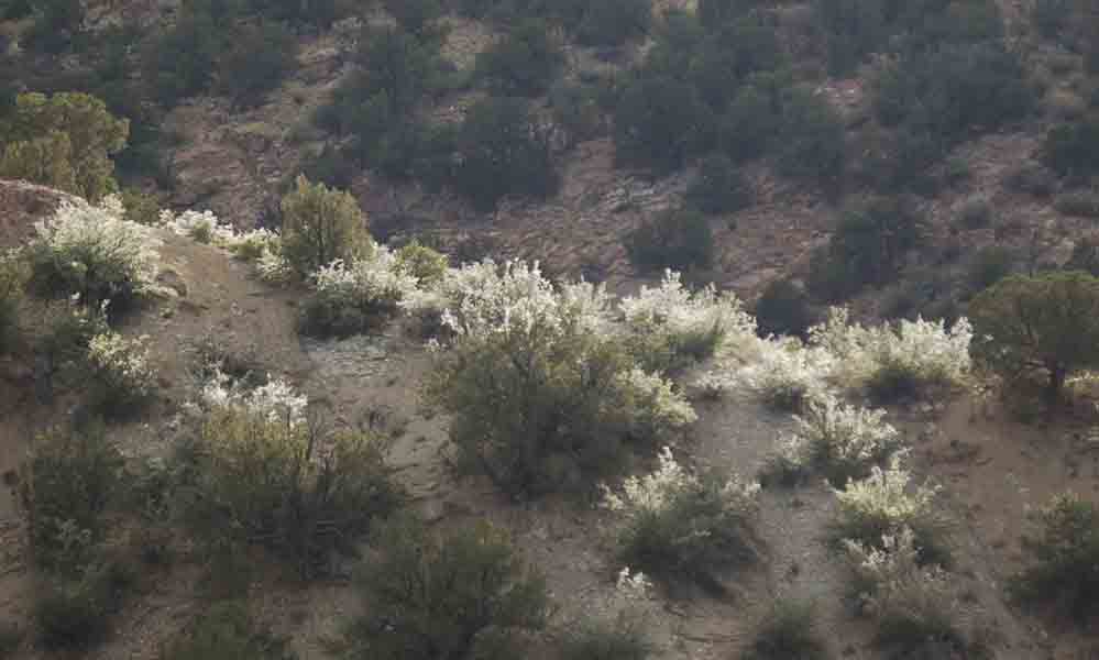 Cercocarpus montanus