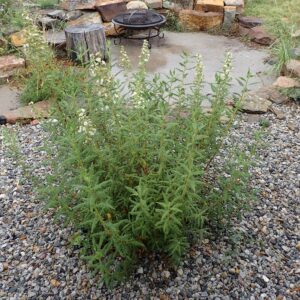 Chamaebatiaria millefolium