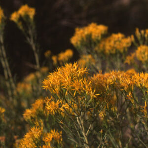 Ericameria nauseosa