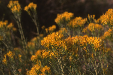 Ericameria nauseosa
