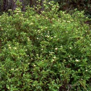 Cornus sericea