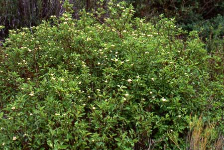 Cornus sericea