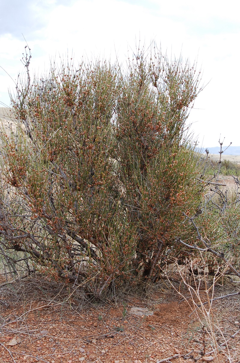 Ephedra viridis