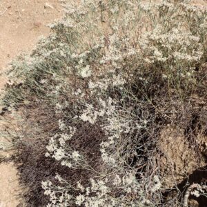 Eriogonum effusum