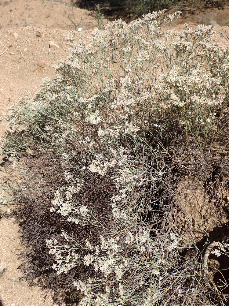 Eriogonum effusum