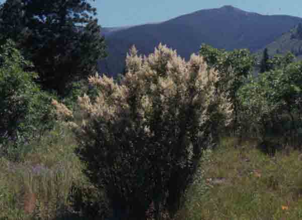 Holodiscus dumosus