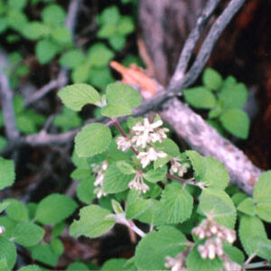 Jamesia americana