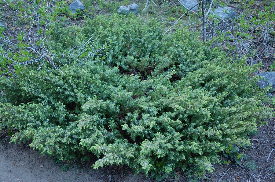 Juniperus communis