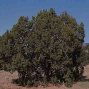 Juniperus monosperma