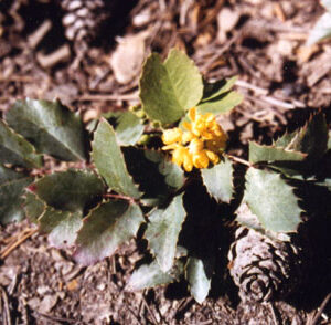 Mahonia repens